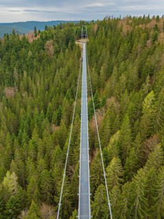 A long bridge cuts through a dense forest from the perspective of an observer, Wildline Suspension
