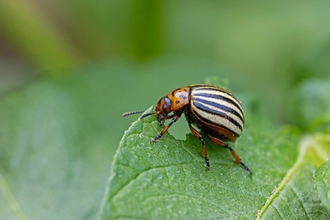 Colorado potato beetle (Leptinotarsa decemlineata), animals, insects, beetle, leaf beetle, pest,