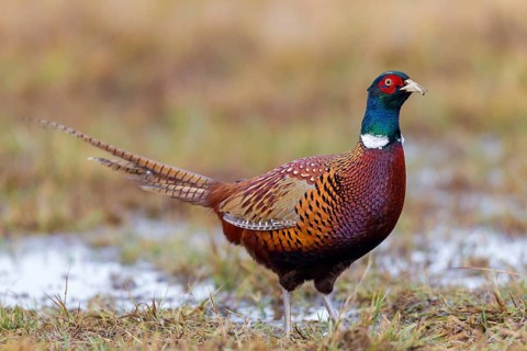 Fasan, Common Pheasant, Pheasant, Ring-necked Pheasant, Phasianus colchicus, Faisan de Colchide,