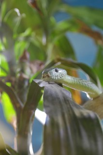 Western green mamba (Dendroaspis viridis), green mamba, venomous snake, climbs in a tree,