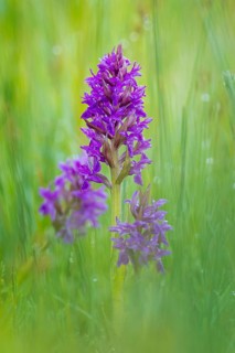 Western marsh orchid (Dactylorhiza majalis), also known as broad-leaved orchid, wet meadow, flower,