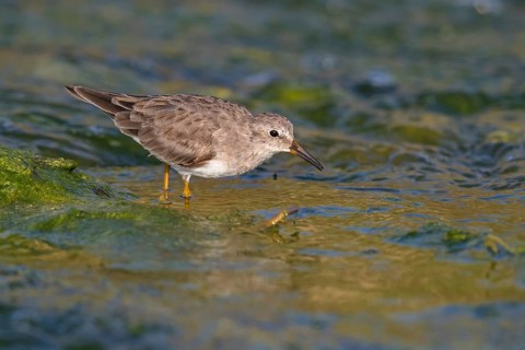 Temminck's Sandpiper, (Calidris temminckii), Animals. birds, limicoles, biotope, habitat, foraging,