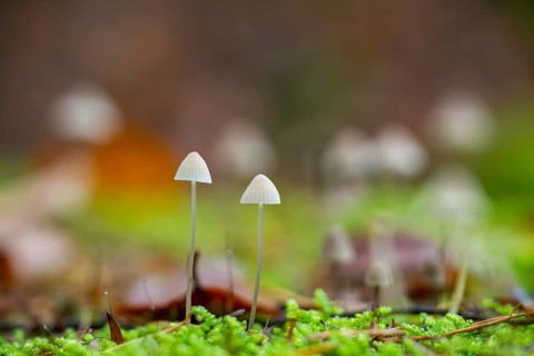 Milky mycena (Mycena galopus) mushroom in a forest in autumn, Bavaria, Germany