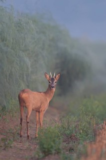 Wenn der Spargel schießt... Rehbock *Capreolus capreolus*