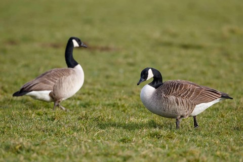Canada Goose (Branta canadensis), Netherlands