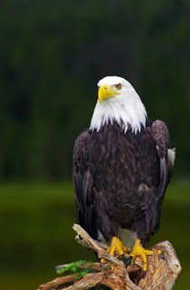 A bald eagle poses proudly on a tree trunk in front of a green forest background, Icefields