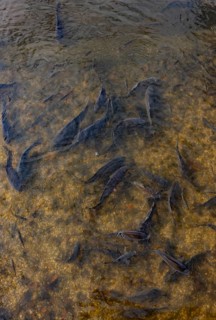 Fish pond with carp (Cyprinus carpio) in the Blockheide nature park Park near Gmünd, Waldviertel,