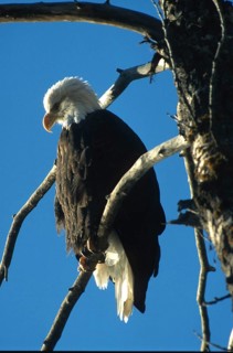 Bald eagle (Haliaeetus leucocephalus), eagle on perch hunting for salmon, in the Chilkat Valley