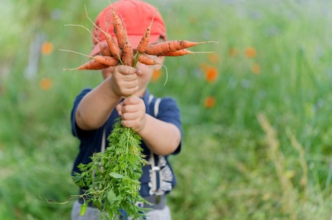 A boy in a field with carrots in his hand. Germany. diet, children, fruit, bio, eco, harvesting,