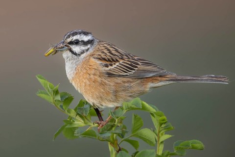 Rock Bunting (Emberiza cia) female with insect prey in its beak, Armenia