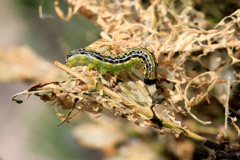 Box tree moth (Cydalima perspectalis), caterpillar, feeding on boxwood, clear feeding, Ellerstadt,