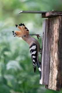Hoopoe (Upupa epops) with food for the young birds at the nesting box with mole cricket as prey,
