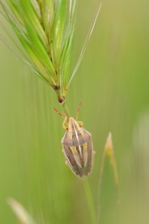 Bishop's mitre (Aelia acuminata), Provence, southern France