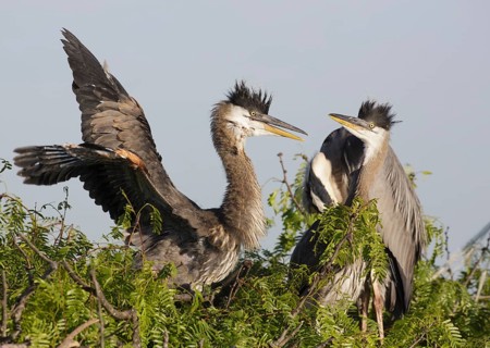 Great Blue Heron (Ardea herodias) juveniles, Texas, USA