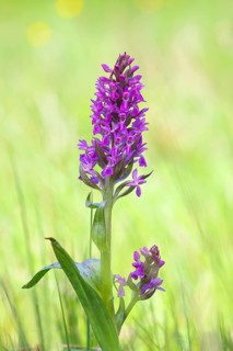 Western marsh orchid (Dactylorhiza majalis), also known as broad-leaved orchid, wet meadow,