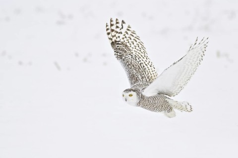 Snowy Owl (Bubo scandiacus) flying, Ontario, Canada