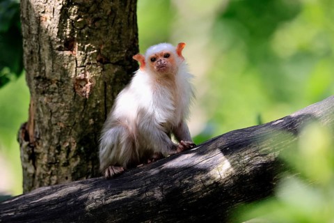 Silver marmoset (Mico argentatus, Syn.: Callithrix argentata), silver marmoset, adult, tree trunk,
