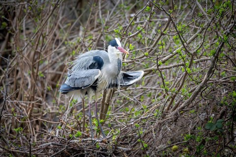 Grey heron (Ardea cinera), building a nest, Vienna, Austria