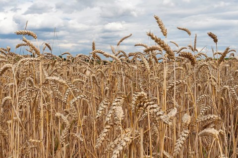 Wheat (Triticum) field, ripe wheat, Rhineland-Palatinate, Germany