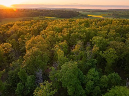 An autumnal forest landscape at sunset, trees in bright colours, forest pasture project,