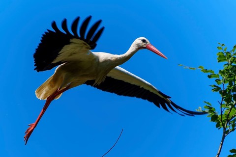 A stork flies with spread wings in the sky, white stork (Ciconia ciconia), wildlife, Germany