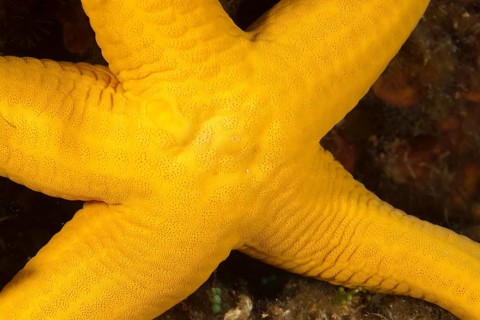 Close-up of sunflower starfish (Stichastrella rosea) yellow-orange variety, Mediterranean Sea