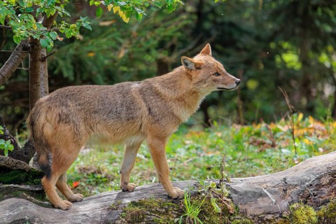 A golden jackal (Canis aureus) stands on a rotting tree lying on the ground between bushes and