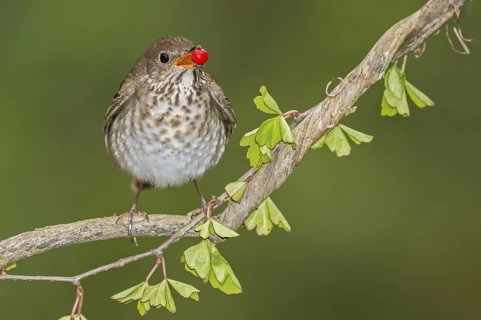 Grey-cheeked Thrush (Catharus minimus) feeding on red berry, Texas, USA