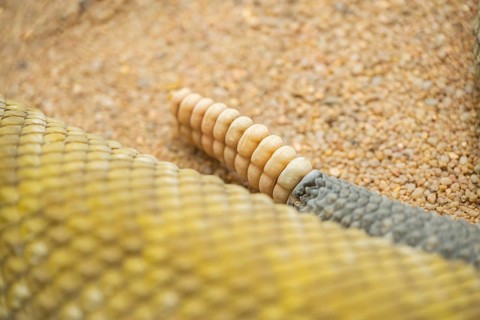 Mexican west coast rattlesnake (Crotalus basiliscus) tail, detail, captive, Germany