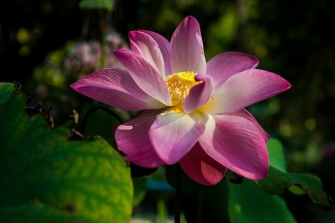 Lotus, Ko Chang, Koh Chang, Mu Ko Chang National Park, Trat, Thailand