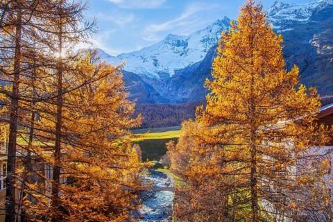 Autumn landscape with larches, Dom 4545m and Täschhorn 4491m of the Mischabel group, Saas-Fee, Saas