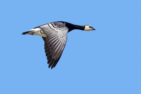 Barnacle goose (Branta leucopsis) in flight against blue sky