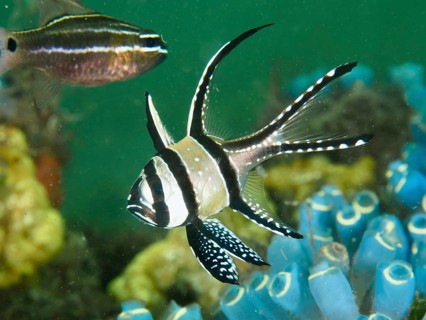 A striped Banggai cardinalfish (Pterapogon kauderni) swimming near blue sea squirts, dive site