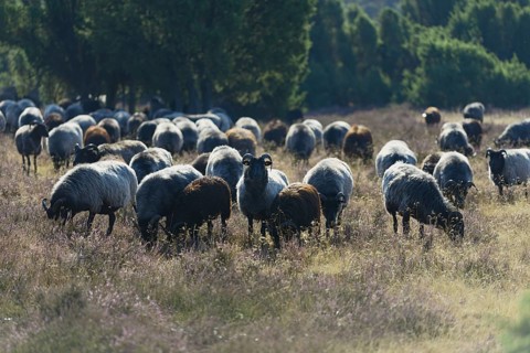 Heidschnucken (Ovis aries), herd in the blooming heathland, Südheide Nature Park, Lüneburg Heath,