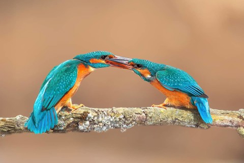 Kingfisher (Alcedo atthis), two females fighting on a branch, territorial defence, wildlife, nature