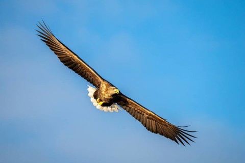 White-tailed eagle (Haliaeetus albicilla), in flight, Lofoten, Norway