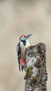 Middle spotted woodpecker (Dendrocopos medius) foraging on the trunk of a grey birch (Betula