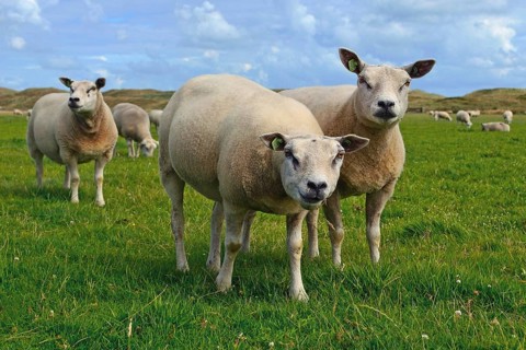 Texel, Netherlands, 6.15.2017 Texel sheeps, a heavily muscled breed of domestic sheep from the