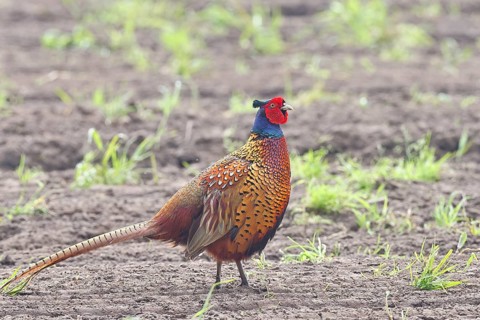 Pheasant, hunting pheasant (Phasianus colchicus), adult male bird on a field, wildlife, Lembruch,