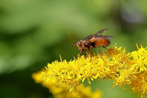 Hedgehog fly (Tachina fera), collecting nectar from a yellow flower of Solidago canadensis