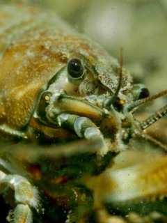 Close-up of a signal crayfish (Pacifastacus leniusculus), American crayfish, invasive species,
