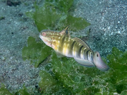 A brown striped goby (Amblygobius phalaena) moves through green algae near the seabed, dive site
