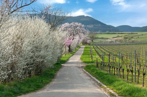 A picturesque path between blossoming trees and vineyards in a mountainous spring landscape,