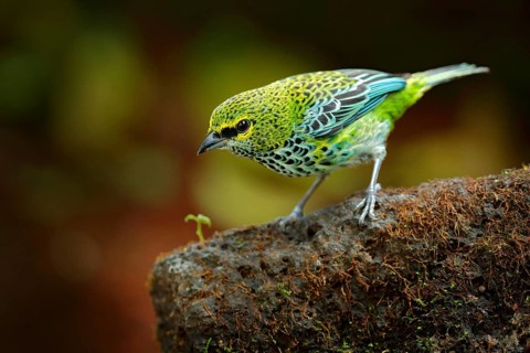 Speckled Tanagers, Tangara guttata, sitting on the brown stone. Tropic bird in the nature habitat.