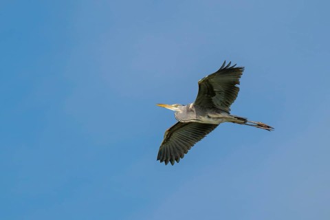 Grey heron (Ardea cinerea), in flight, fish ponds, Güssing, Burgenland, Austria