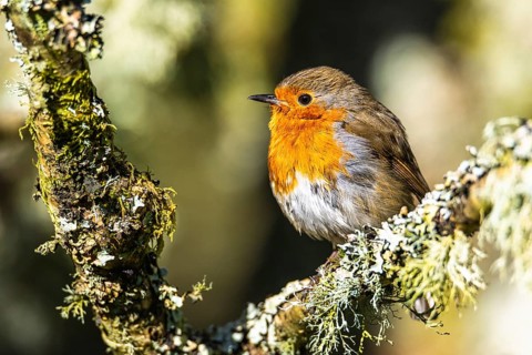 European Robin, Erithacus rubecula, bird in forest