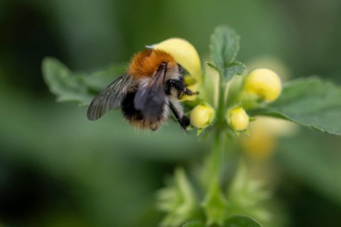 Golden nettle (Lamium galeobdolon) with meadow bumblebee (Bombus pascuorum), Emsland, Lower Saxony,