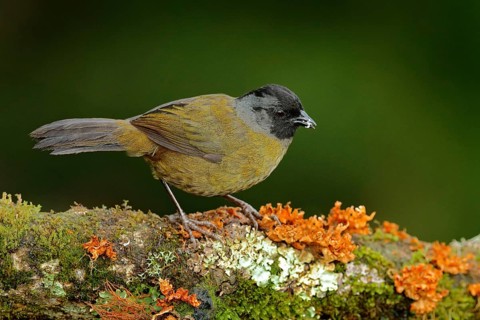 Large-footed Finch, Pezopetes capitalis sitting on the orange and green moss branch. Tropic bird in