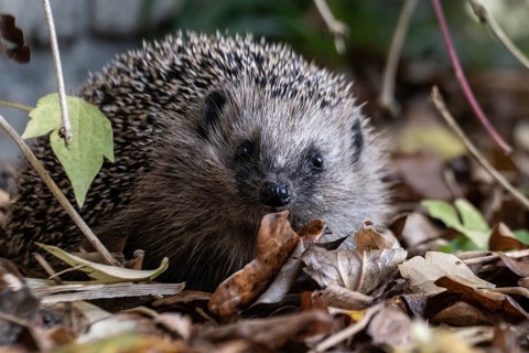 European hedgehog (Erinaceus europaeus), Emsland, Lower Saxony, Germany