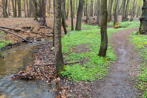 Hiking trail next to the Lockwitzbach stream, forest floor with wood anemone (Anemone nemorosa),